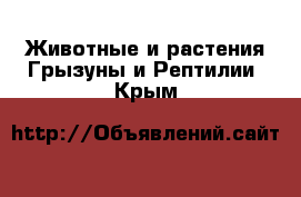 Животные и растения Грызуны и Рептилии. Крым